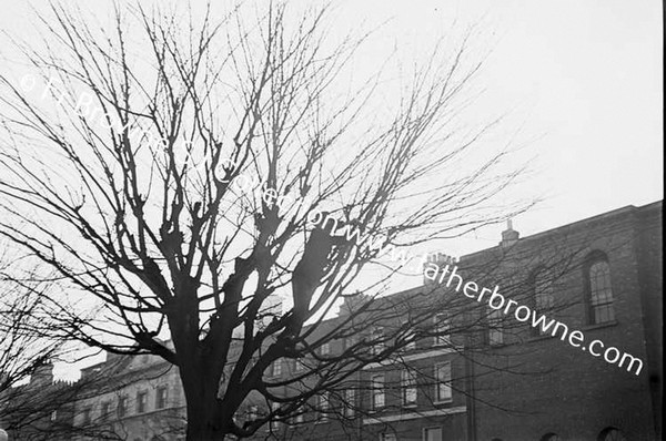 PRUNING TREES IN ST STEPHEN'S GREEN